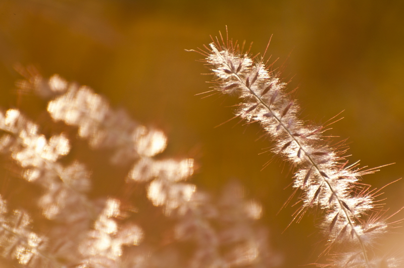 fleur du soir - 1 20100622_12_fleur_2_DSC_0506_2